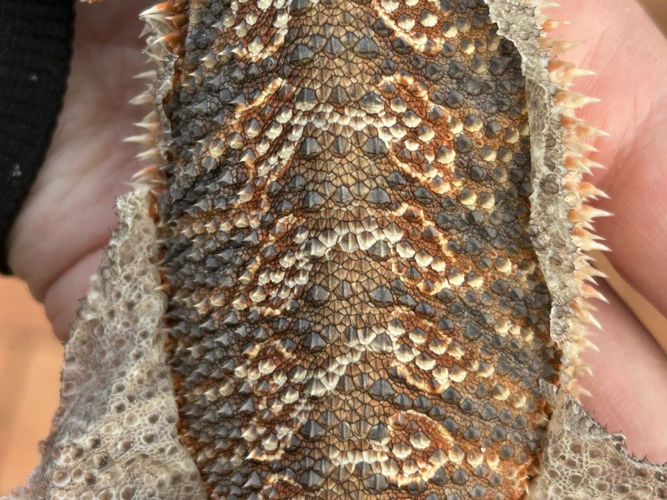 Bearded Dragon Morpheus