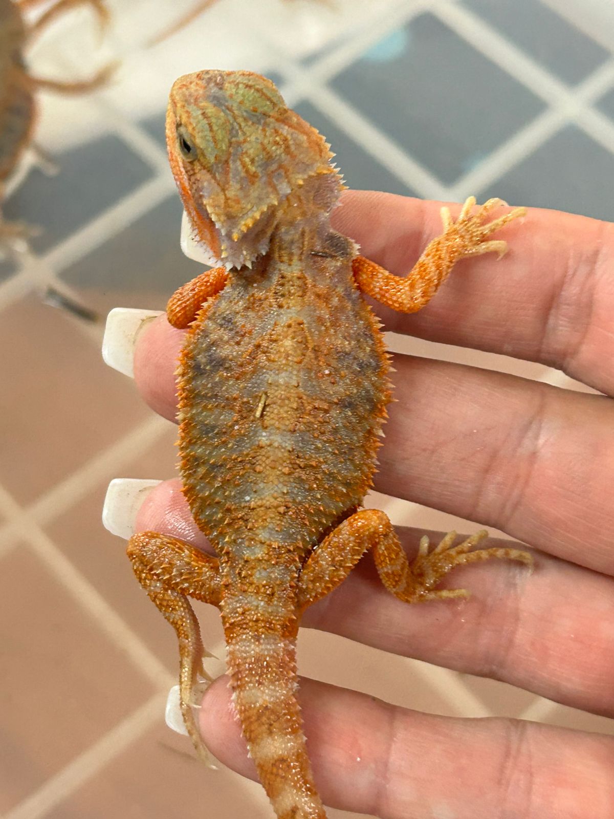 AlcheMystiQ DragonZ photo 1