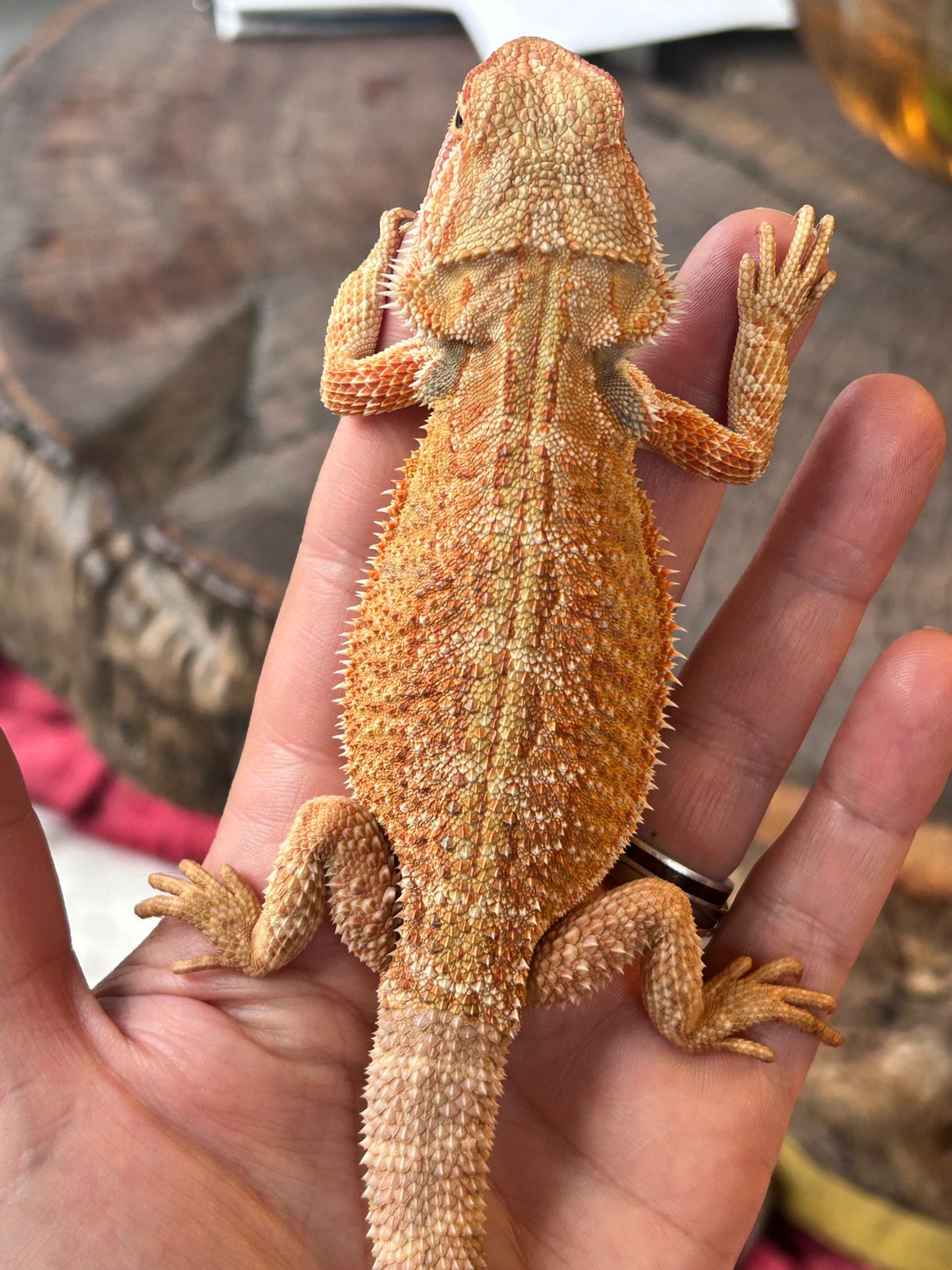 AlcheMystiQ DragonZ photo 2