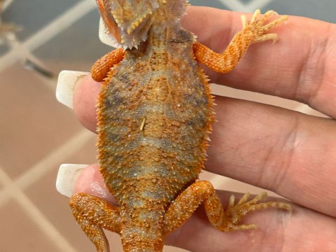 AlcheMystiQ DragonZ photo 1