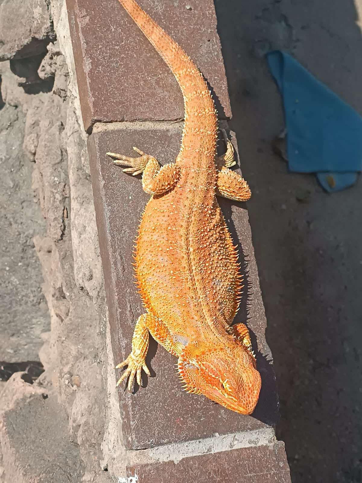 AlcheMystiQ DragonZ photo 3