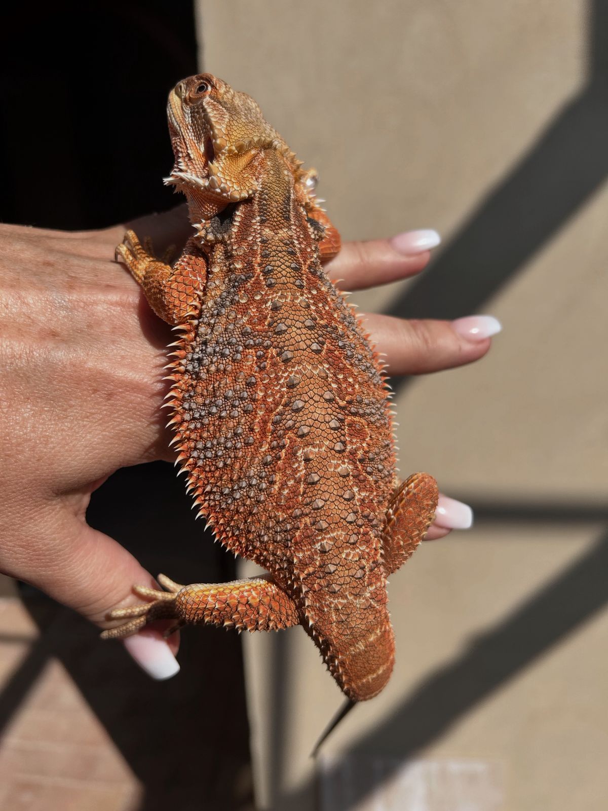 AlcheMystiQ DragonZ photo 4