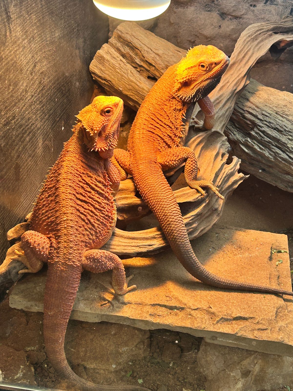 AlcheMystiQ DragonZ photo 5