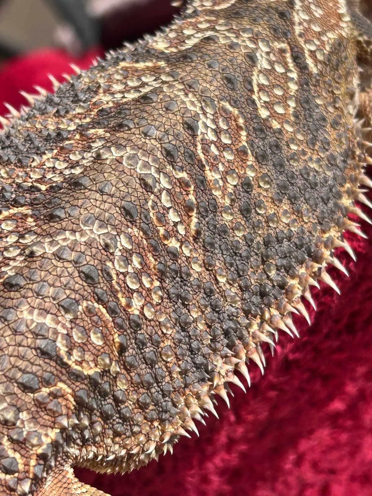 AlcheMystiQ DragonZ photo 6