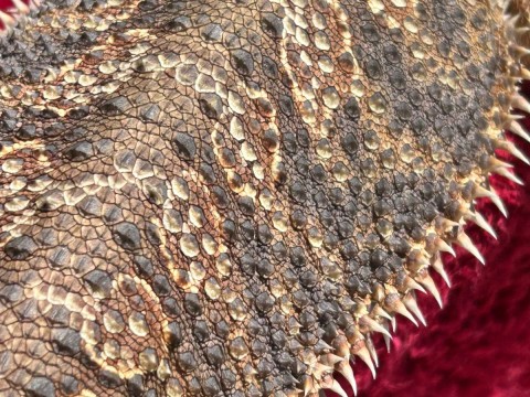 AlcheMystiQ DragonZ photo 6