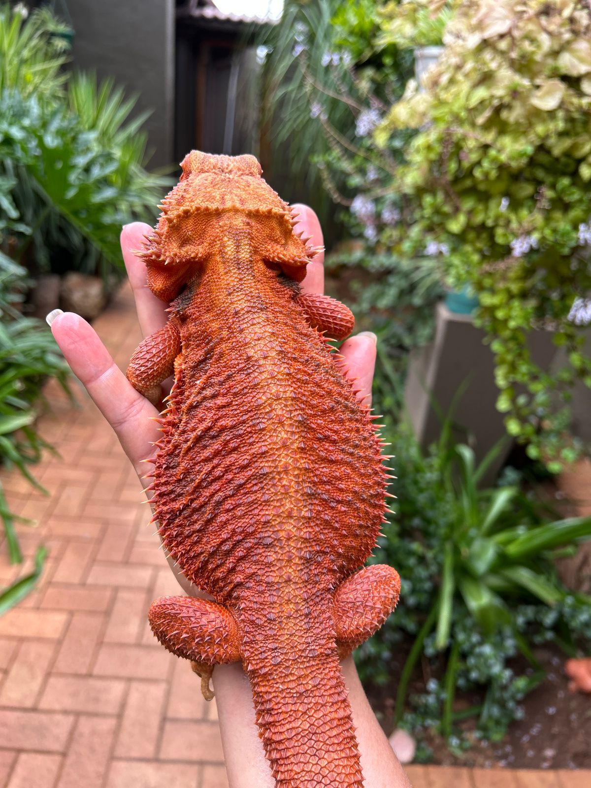 AlcheMystiQ DragonZ photo 7