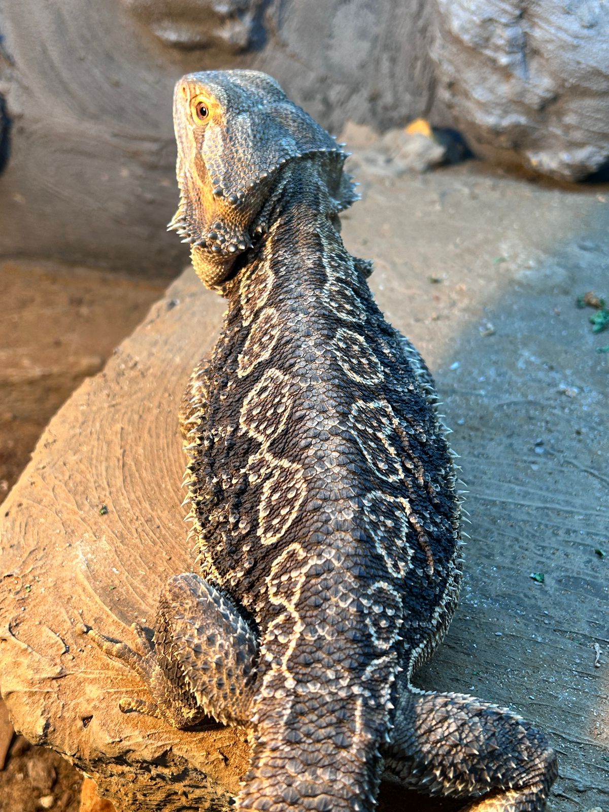 AlcheMystiQ DragonZ photo 8