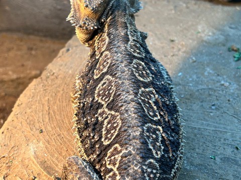 AlcheMystiQ DragonZ photo 8