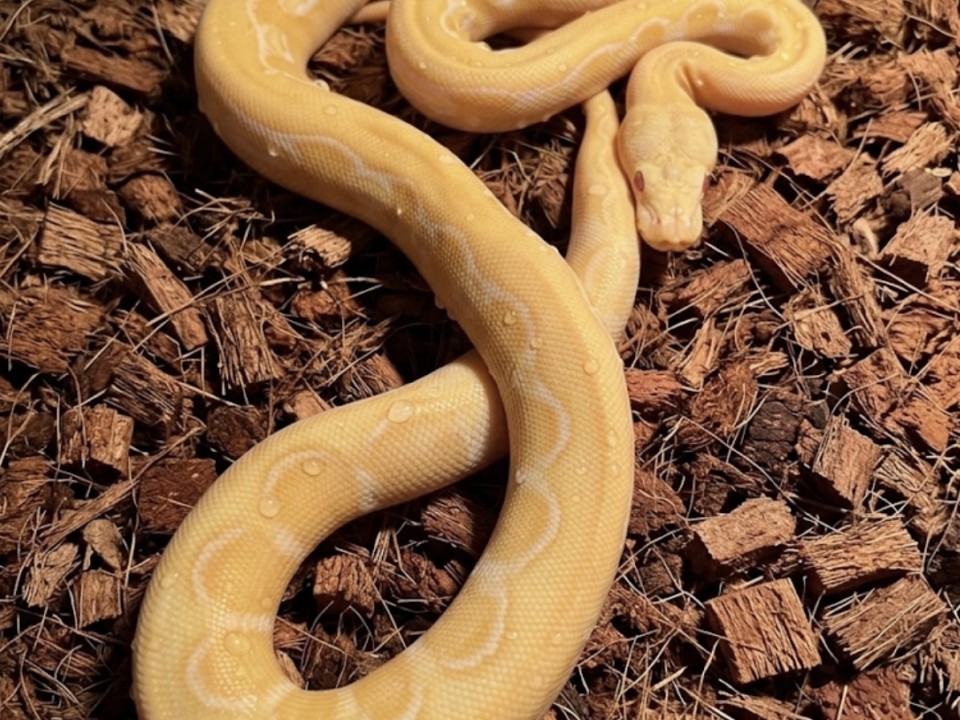 Reticulated Python White Albino Sunfire Tiger 100% het Genetic Stripe 50% het Titanium Reticulated python