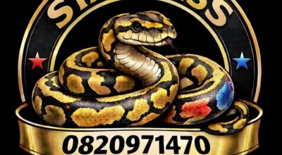 Stainless Pythons