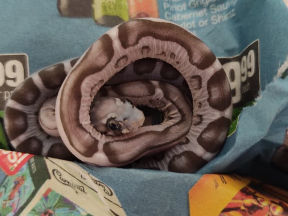 Corn Snake Scaleless Anery