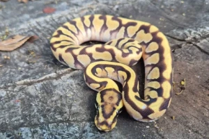 Enchi Spotnose Yellow Belly Het Clown