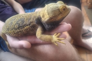 Spike