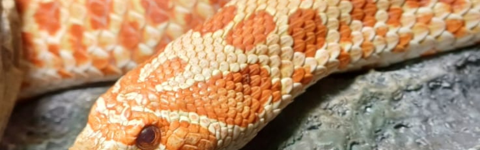 ProHerp Exotics cover