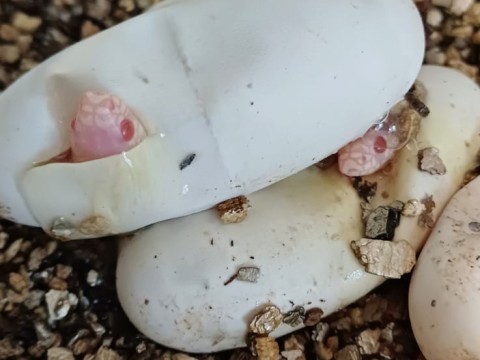 ProHerp Exotics photo 1