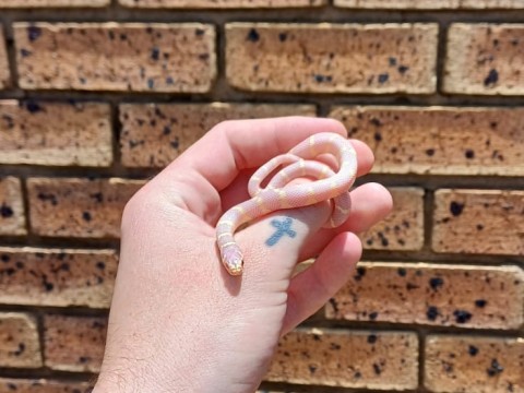 ProHerp Exotics photo 2