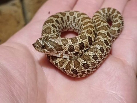 ProHerp Exotics photo 3