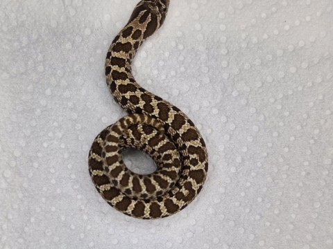 ProHerp Exotics photo 4
