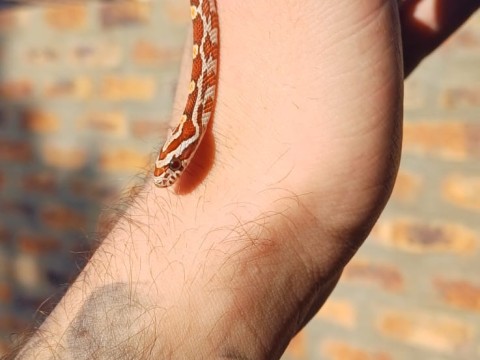 ProHerp Exotics photo 5
