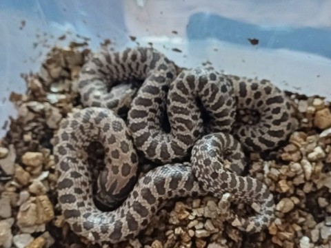 ProHerp Exotics photo 6