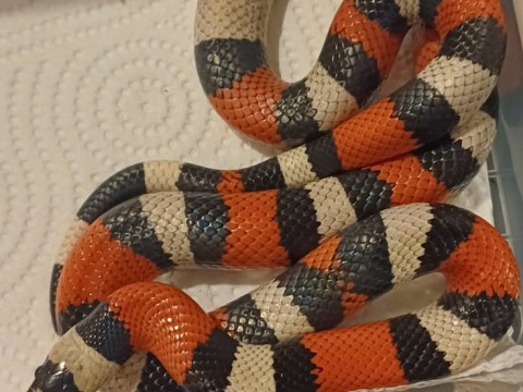 ProHerp Exotics photo 8