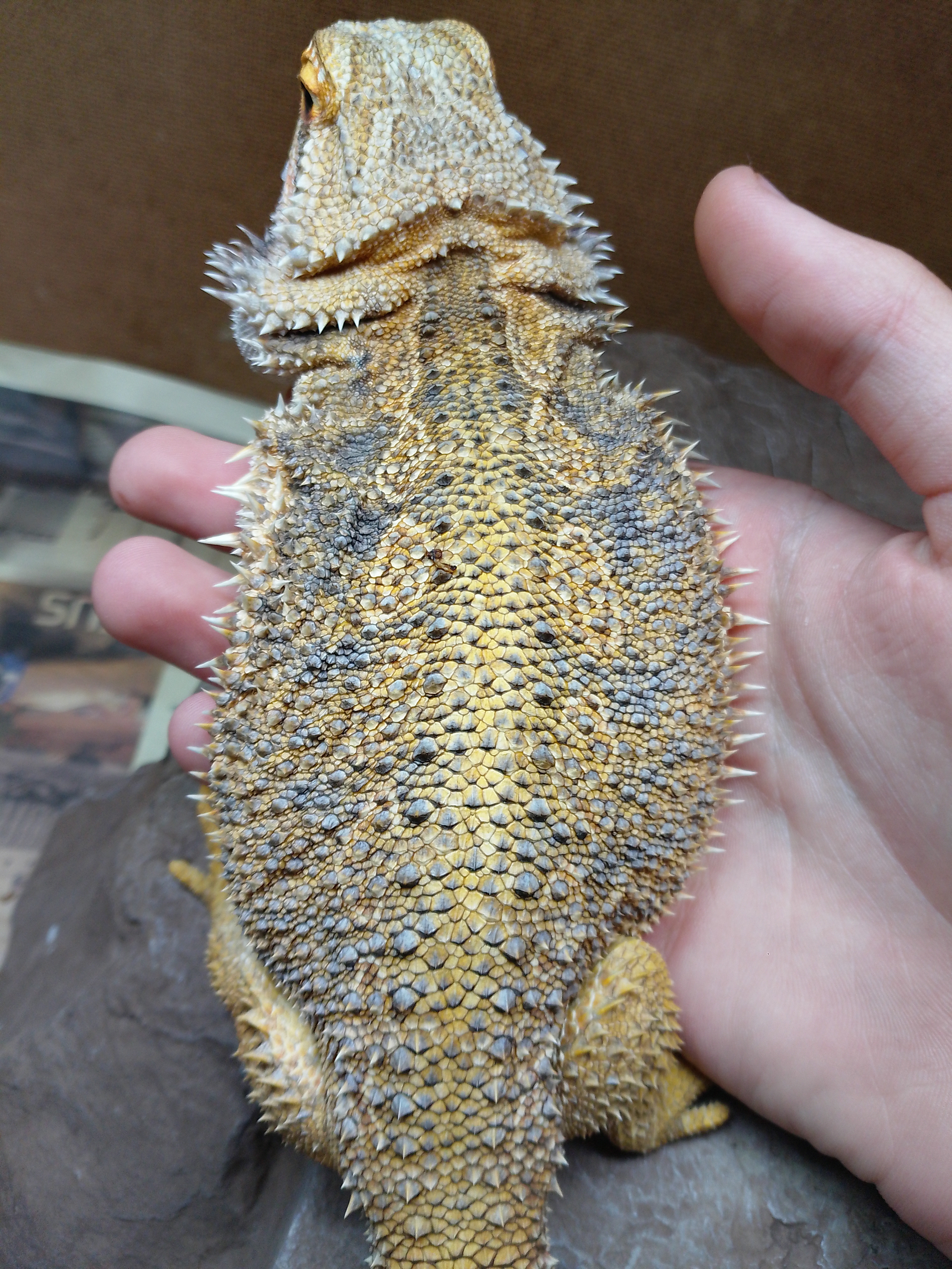 Bearded Dragon Diggy