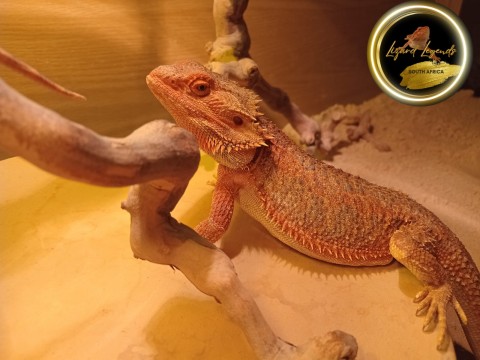 Charlie photo 2