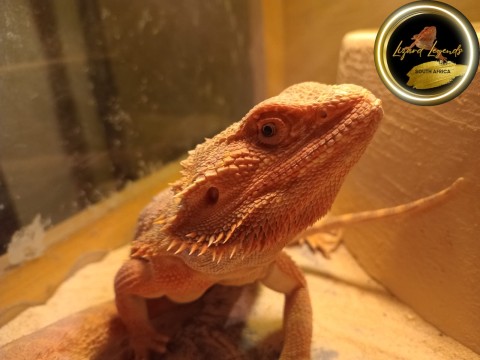 Bearded Dragon — Charlie