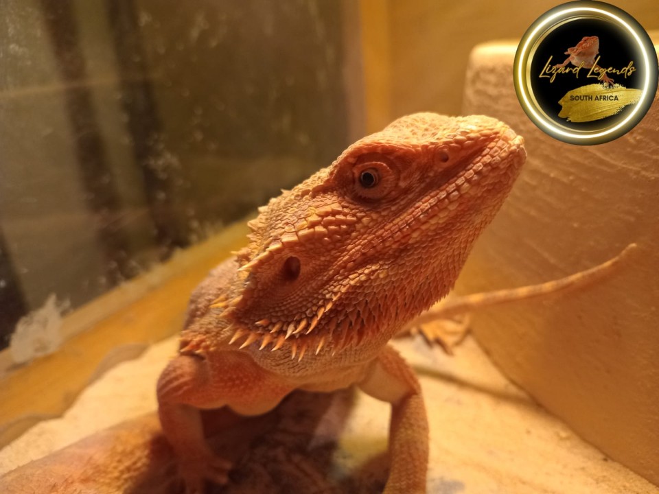 Bearded Dragon Charlie