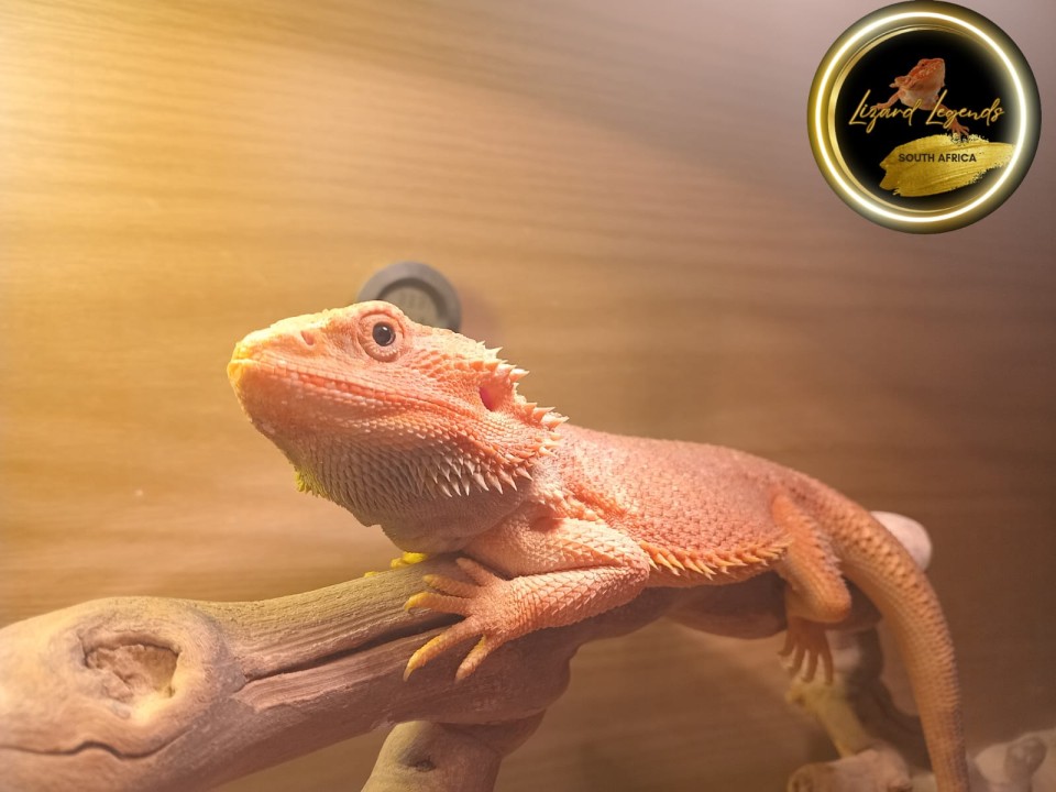 Bearded Dragon Jellybean