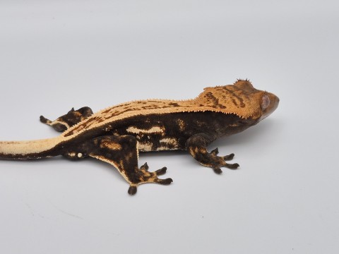 Sticky Toes and Critters photo 1