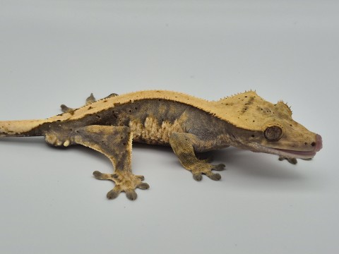 Sticky Toes and Critters photo 6