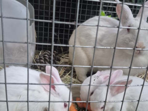 Jumping Wild Rabbitry photo 1