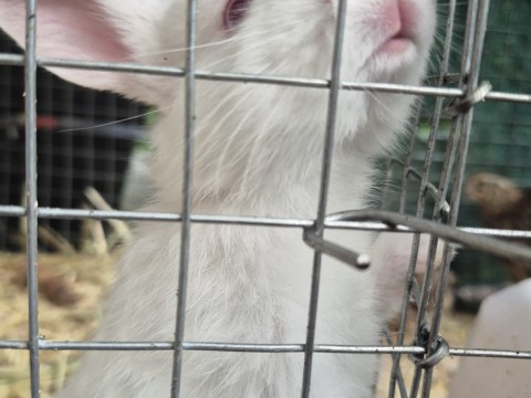 Jumping Wild Rabbitry photo 2