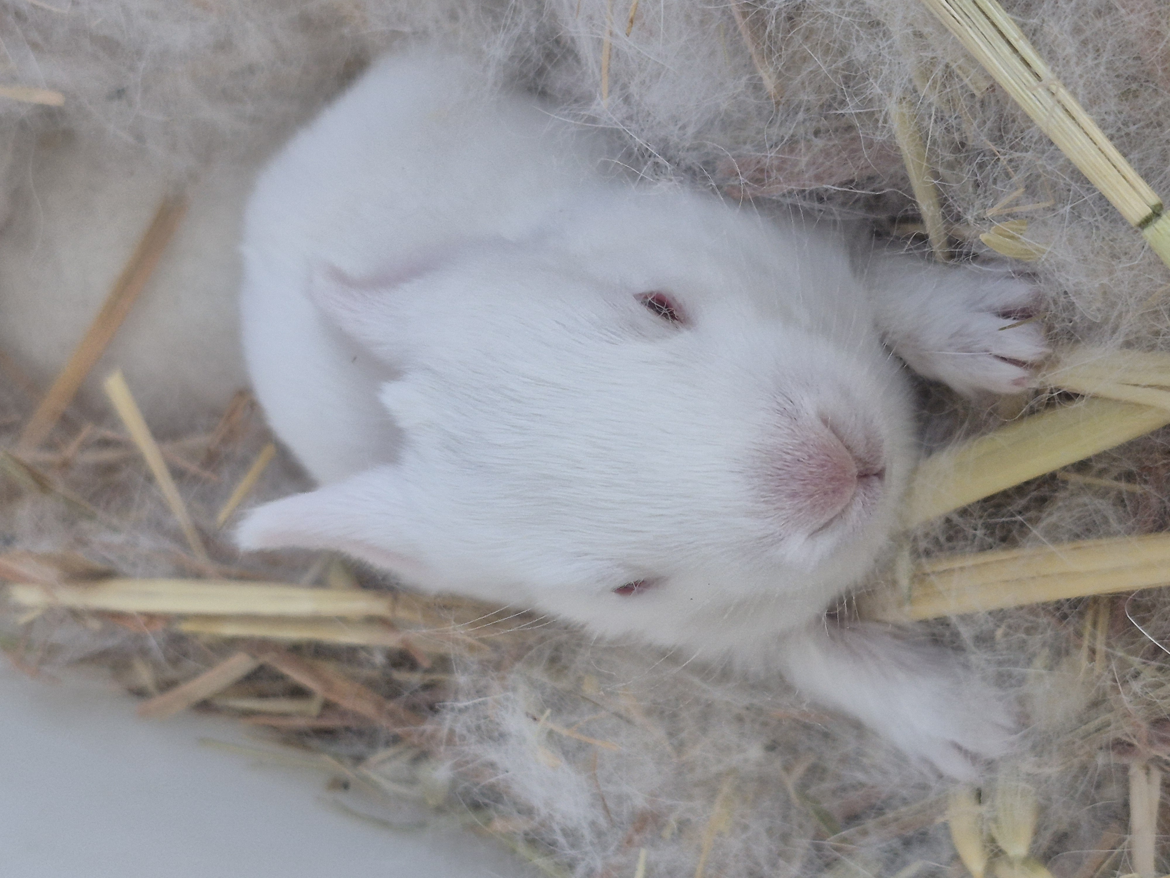 Jumping Wild Rabbitry photo 3