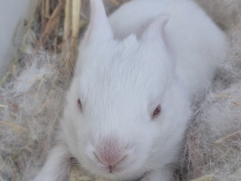Jumping Wild Rabbitry photo 3