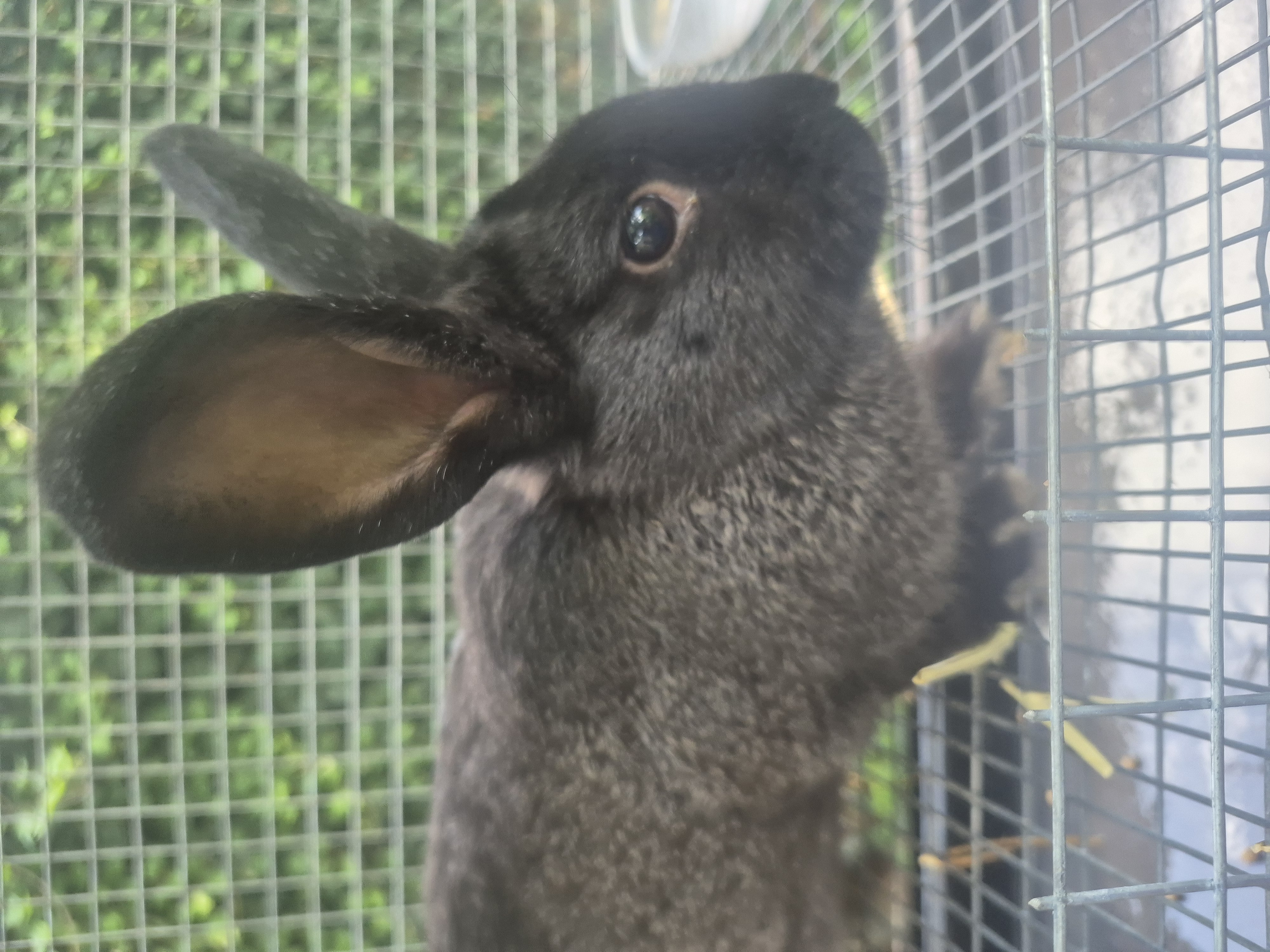 Jumping Wild Rabbitry photo 5