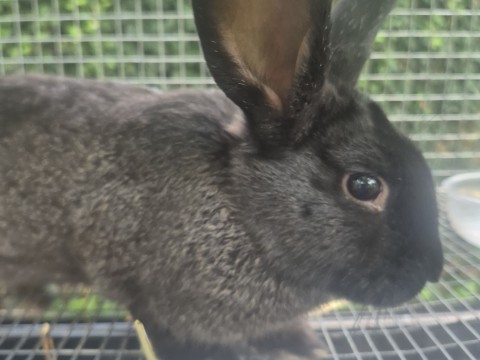 Jumping Wild Rabbitry photo 5