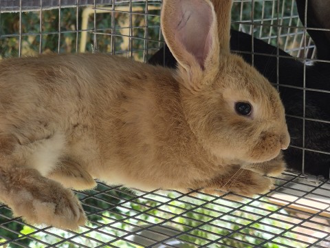 Jumping Wild Rabbitry photo 6