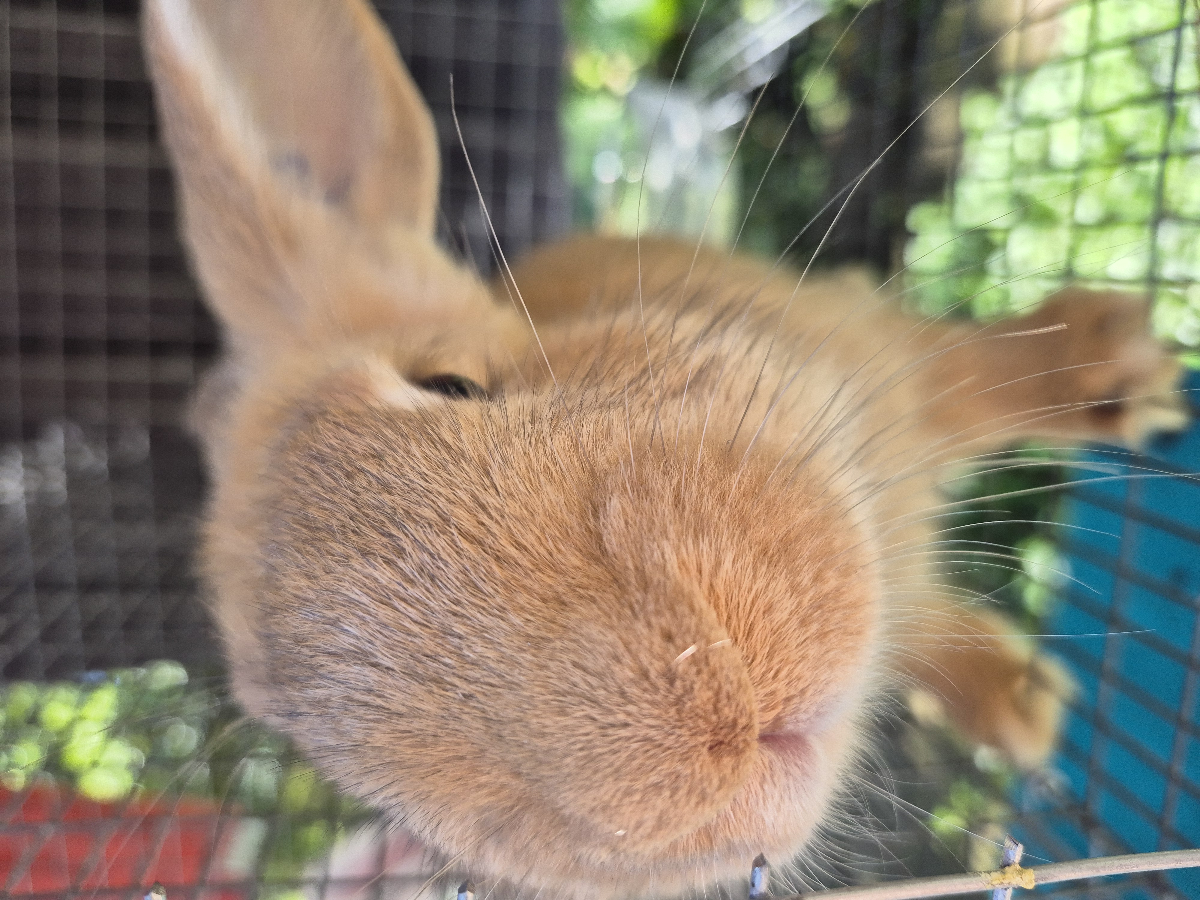 Jumping Wild Rabbitry photo 7