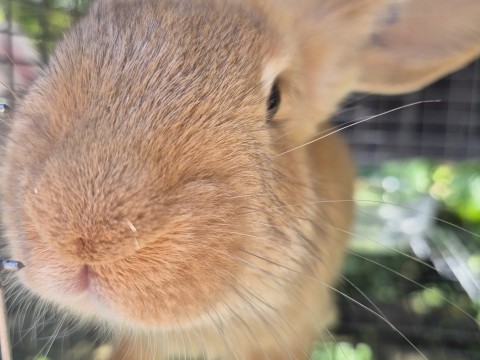 Jumping Wild Rabbitry photo 7