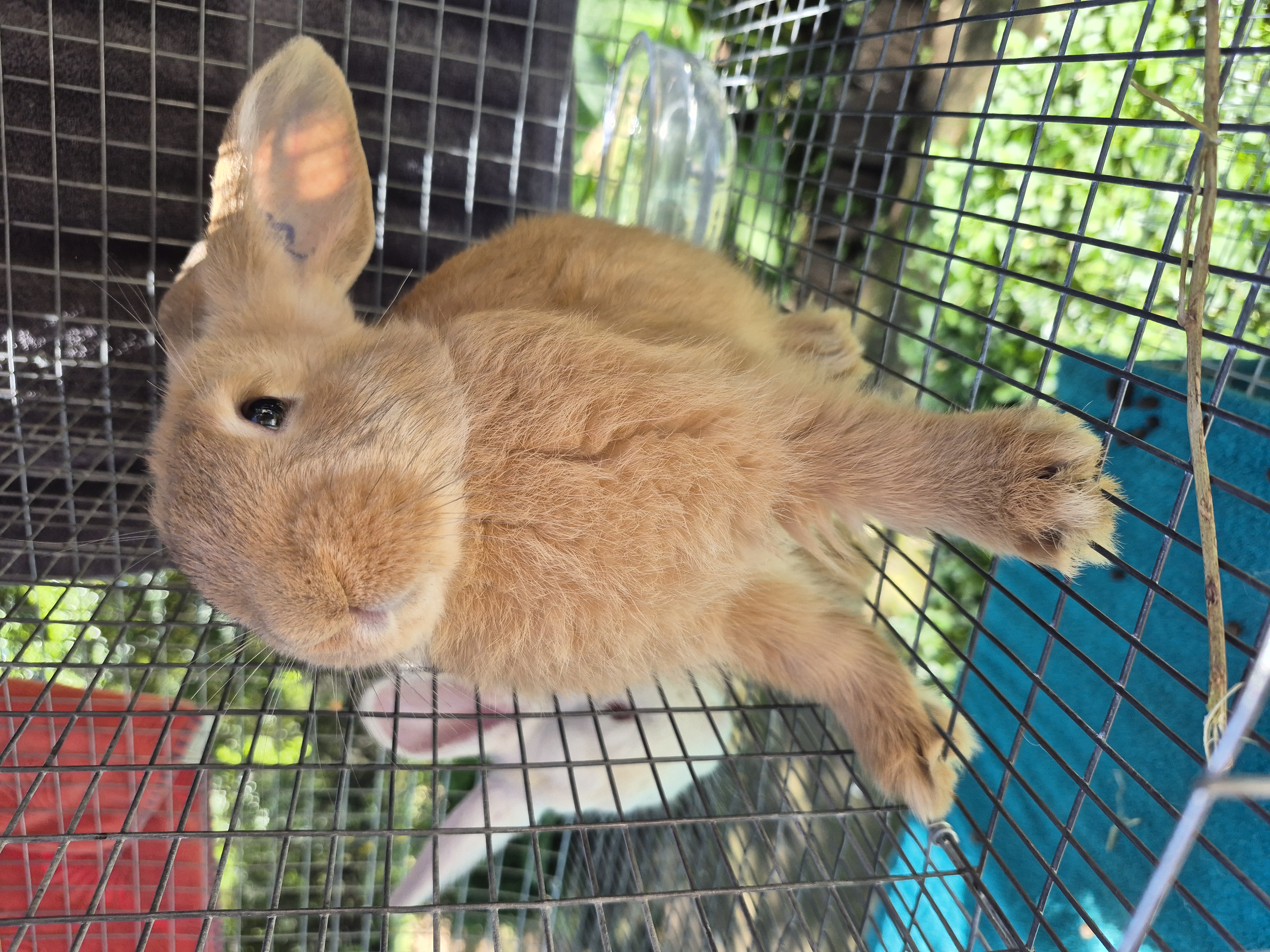 Jumping Wild Rabbitry photo 8