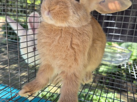 Jumping Wild Rabbitry photo 8
