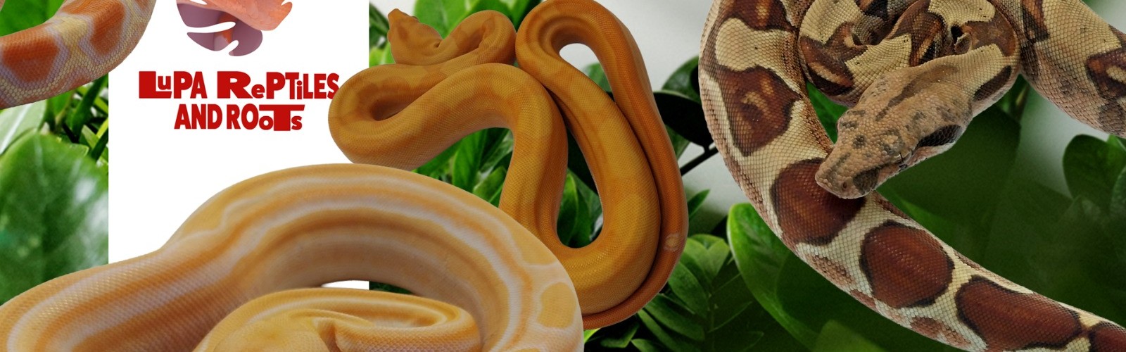 Lupa Reptiles and Roots cover