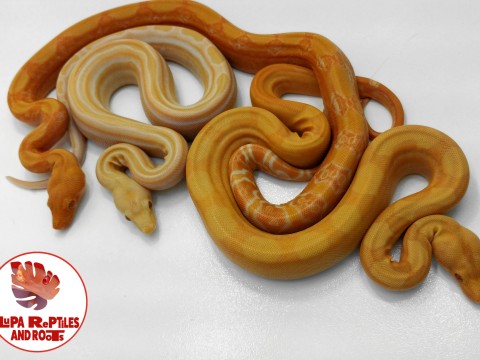 Lupa Reptiles and Roots photo 1