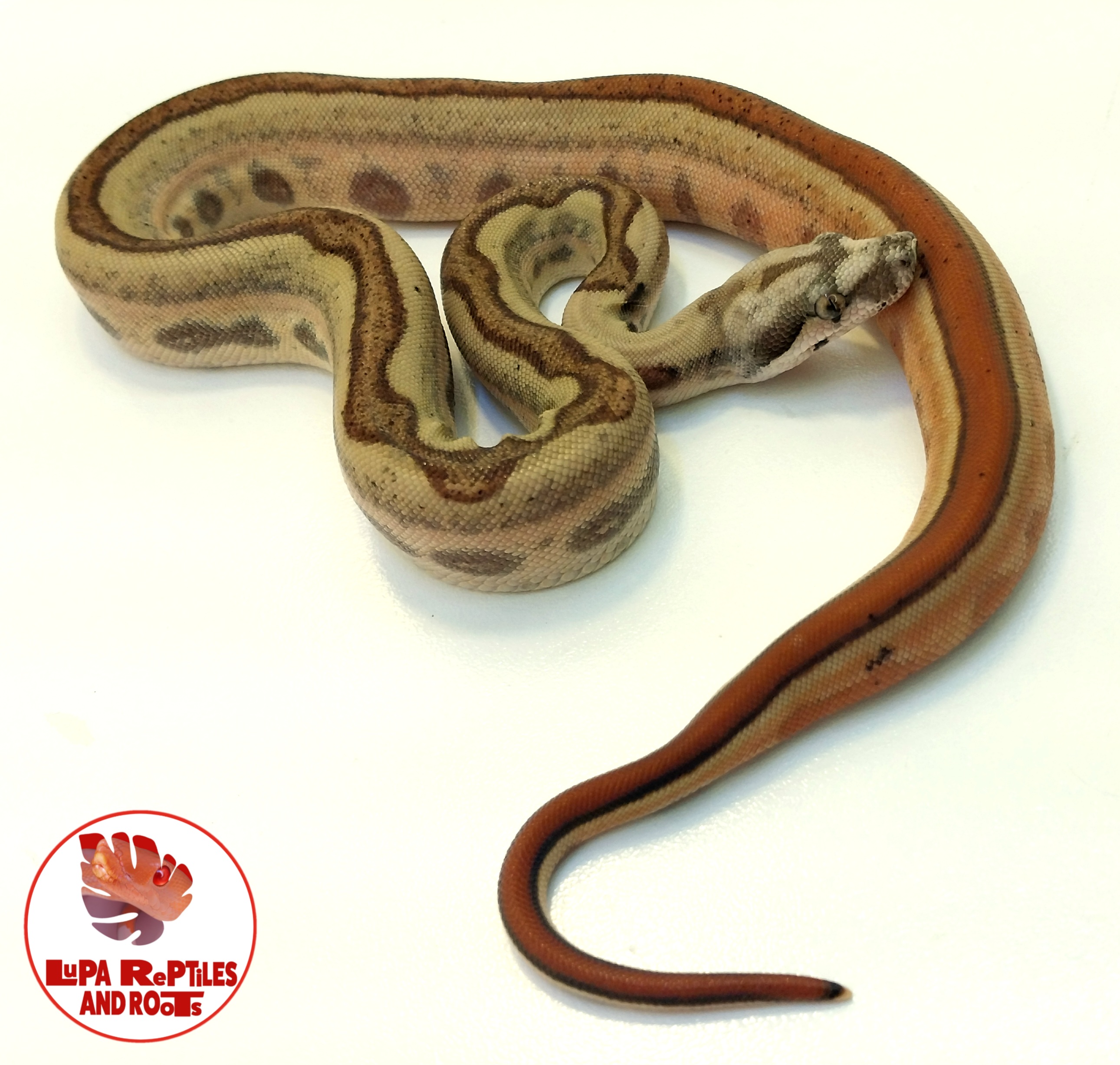 Lupa Reptiles and Roots photo 2