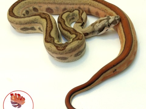 Lupa Reptiles and Roots photo 2