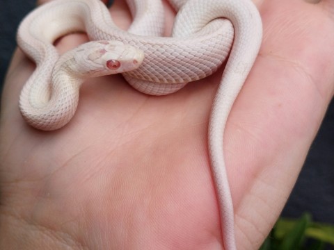 Lupa Reptiles and Roots photo 3