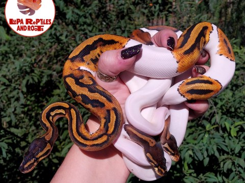 Lupa Reptiles and Roots photo 4