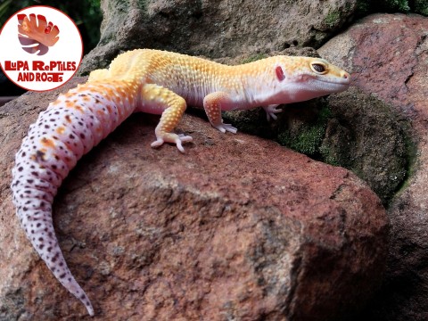 Lupa Reptiles and Roots photo 5